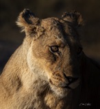 Vumbura Lioness